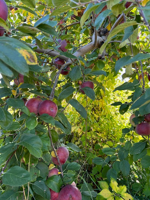 Apple (Fall Special)