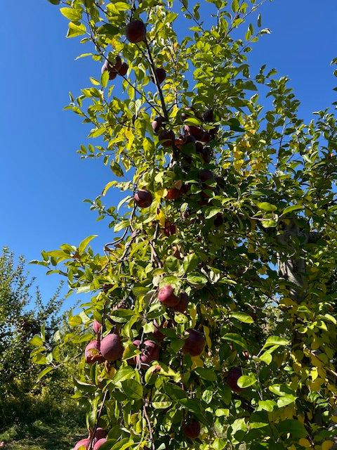 Apple (Fall Special)